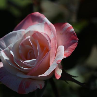 Rosa x Bloomables® 'Color Splash™'