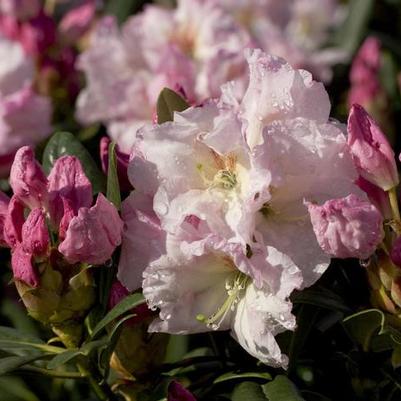 Rhododendron hybrid Southgate® 'Breeze™'