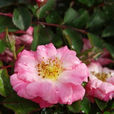 Rosa x Drift&reg 'Blushing'