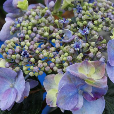 Hydrangea macrophylla Endless Summer® 'Pop Star™'