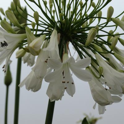 Agapanthus hybrid 'Double Diamond'