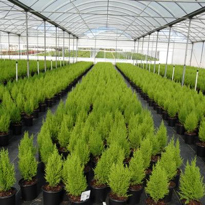 Cupressus macrocarpa 'Goldcrest'