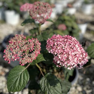 Hydrangea arborescens 'Invincibelle&reg'