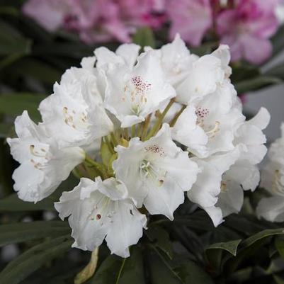 Rhododendron hybrid Southgate® 'Charm™'
