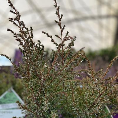 Juniperus communis 'Tortuga&reg'