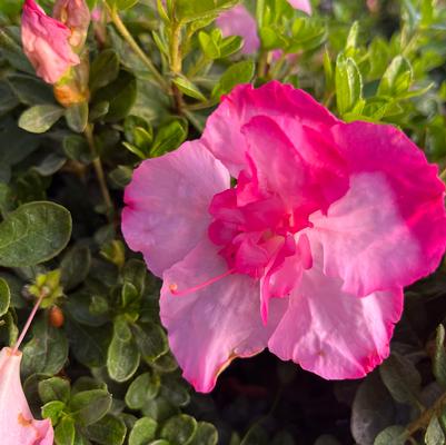 Rhododendron hybrid Encore® 'Autumn Kiss®'