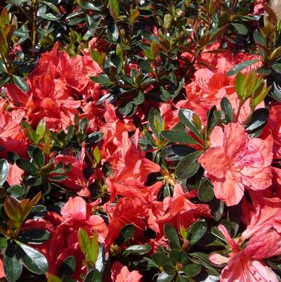 Rhododendron Girard hybrid 'Girard's Fashion'