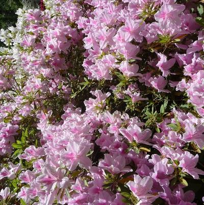 Rhododendron Southern Indica hybrid 'George L. Tabor'