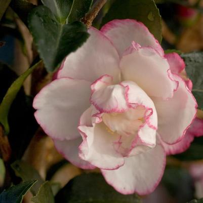 Camellia sasanqua October Magic® 'Inspiration'