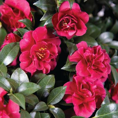 Camellia sasanqua October Magic® 'Ruby'