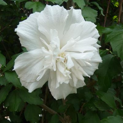 Hibiscus syriacus 'Jeanne de Arc'