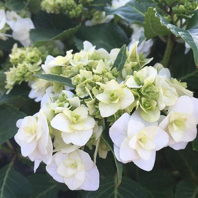 Hydrangea macrophylla Bloomables® 'Wedding Gown'