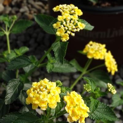Lantana camara 'Chapel Hill Yellow'