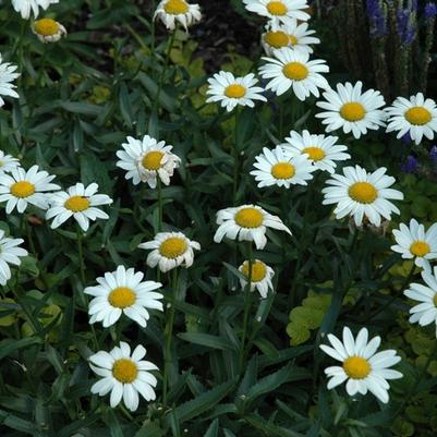 Leucanthemum x superbum 'Snowcap'