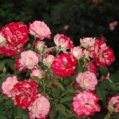 Rosa x Bloomables® 'Cherry Parfait™'