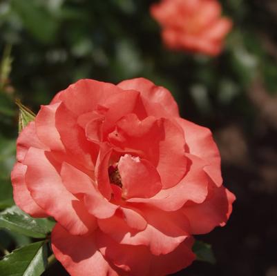 Rosa x Bloomables® 'Marmalade Skies™'