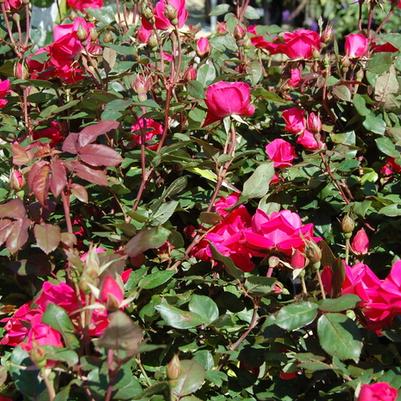 Rosa x Knock Out® 'Pink Double'
