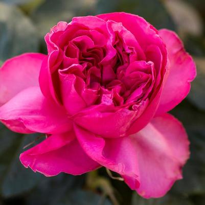 Rosa x Bloomables® 'Pink Traviata®'