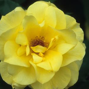 Rosa x Bloomables® 'Sunsprite'