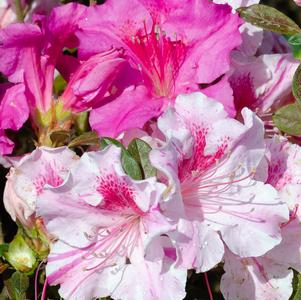 Rhododendron hybrid Encore® 'Autumn Twist®'