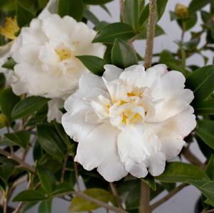 Camellia sasanqua 'Diana'