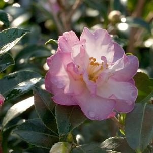 Camellia sasanqua October Magic® 'Orchid'