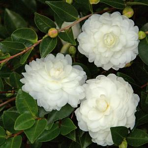Camellia sasanqua October Magic® 'White Shi-Shi'