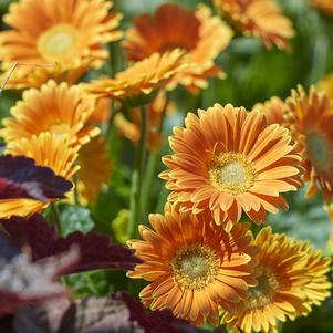 Gerbera hybrid Garden Jewels™ 'Orange/Yellow Bi-Color'