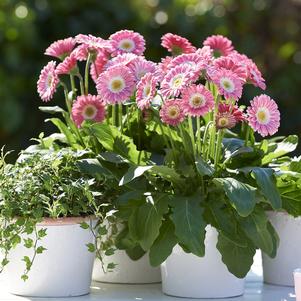 Gerbera hybrid Garden Jewels™ 'Pink'