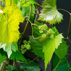 Vitis hybrid 'RazzMatazz®'