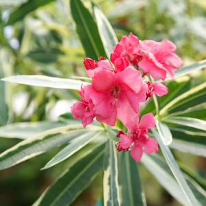 Nerium oleander 'Twist of Pink™'