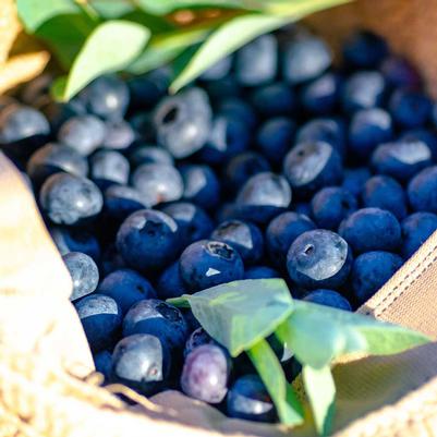 Vaccinium corymbosum DownHome Harvest® 'I Declare™'