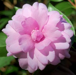 Camellia sasanqua 'Fall Fantasy'