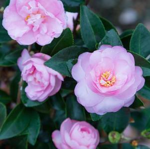 Camellia sasanqua 'Light Pink Shi Shi'