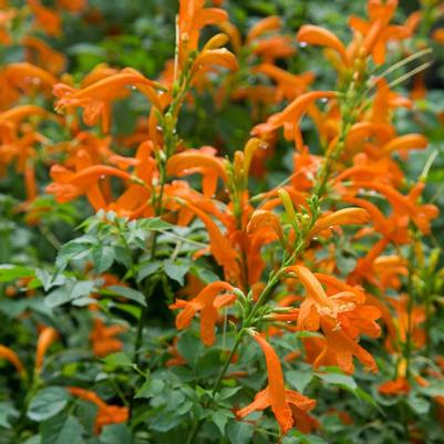 Tecomaria capensis Hybrid Cape Town™ 'Orange'