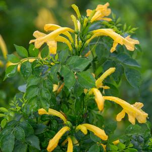Tecomaria capensis Hybrid Cape Town™ 'Yellow'