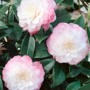 Camellia sasanqua 'Leslie Ann'