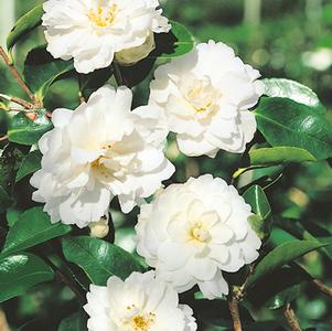 Camellia sasanqua 'Mine-No-Yuki'