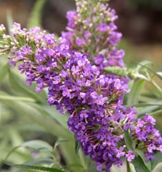 buddleia violet ultra flowerwood