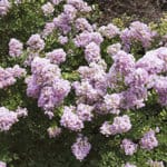 Lavender blooms of Early Bird Crapemyrtle shrub.