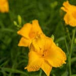 Golden yellow blooms and evergreen foliage of Evergreen Stella™ Daylily.