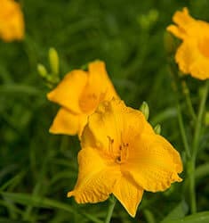 Golden yellow blooms and evergreen foliage of Evergreen Stella™ Daylily.