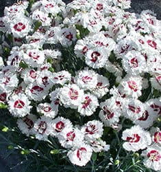 White blooms with fragrant aroma and red centers.