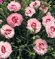 Pink blooms with red centers and fragrant aroma