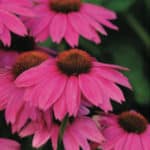 Berry purple colored echinacea flowers.