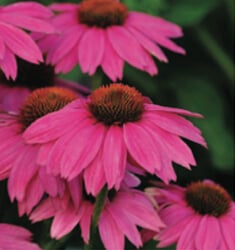 Berry purple colored echinacea flowers.