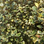 Olive green and golden yellow variegated foliage of Olive Martini Elaeagnus.