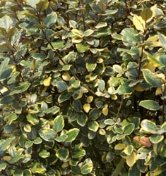 Olive green and golden yellow variegated foliage of Olive Martini Elaeagnus.