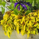 Lime and yellow golden variegated foliage of Lime Sizzler Firebush in mixed container with Amistad Salvia.