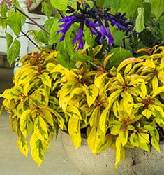 Lime and yellow golden variegated foliage of Lime Sizzler Firebush in mixed container with Amistad Salvia.